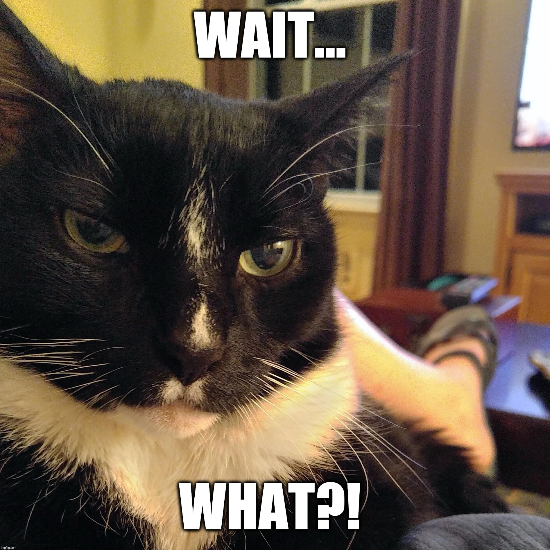 Fnaf ruin cassie porn porn comic picture 4